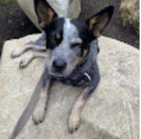 Scout, a Mutt from Kirkland, WA